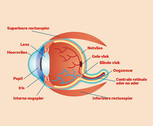 Anatomie oog